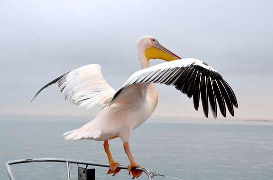 Image of Great White Pelican