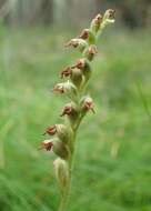 Image of Dwarf rattlesnake plantain (America)