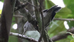 Image of Grey Wren