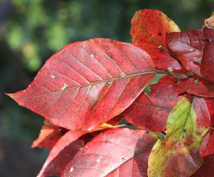 صورة Neoshirakia japonica (Siebold & Zucc.) Esser