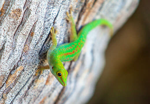 Phelsuma resmi