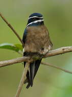 Image of Whiskered Treeswift