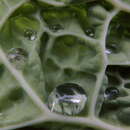 Image of Savoy cabbage