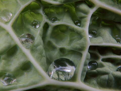 Image of Savoy cabbage