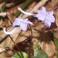 Imagem de Viola rostrata Pursh