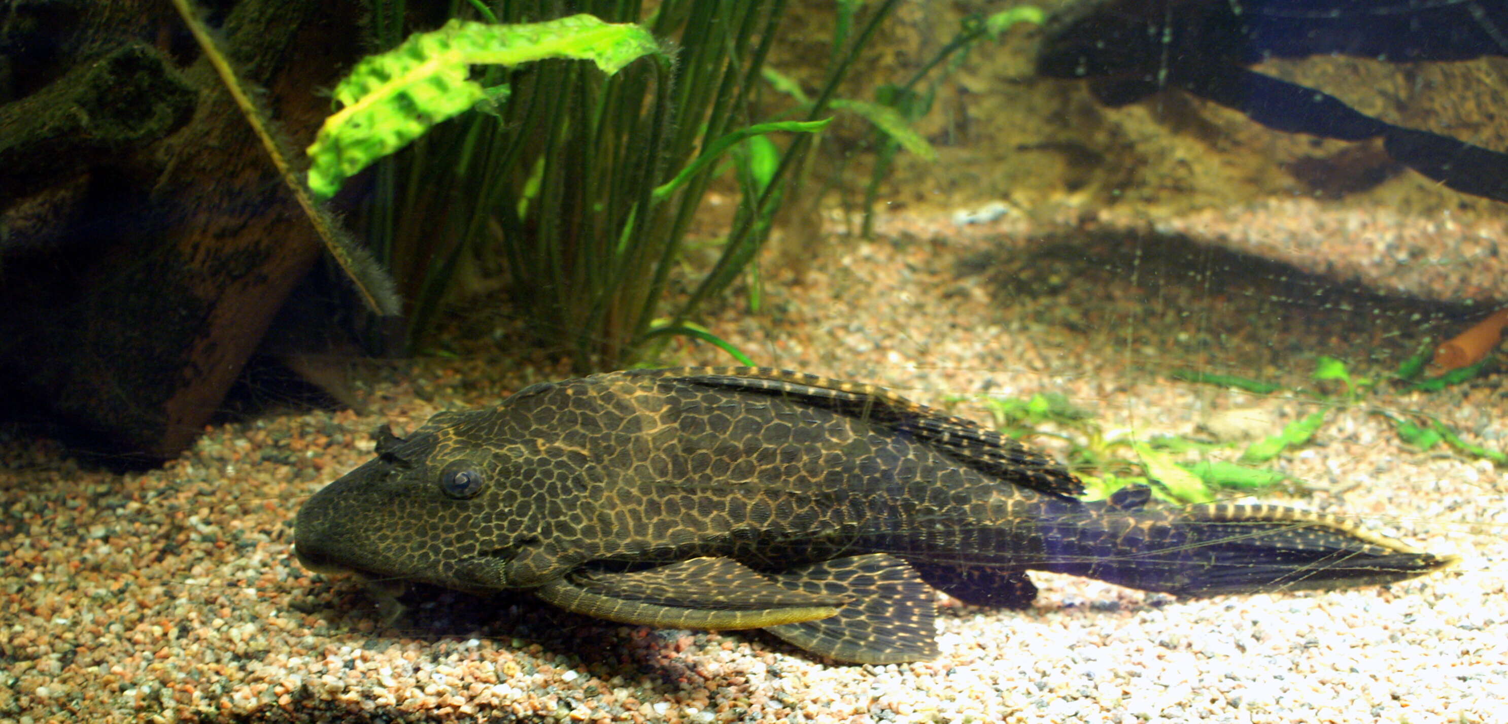 Plancia ëd Hypostomus plecostomus (Linnaeus 1758)