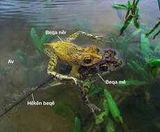 Image of Puerto Rican crested toad