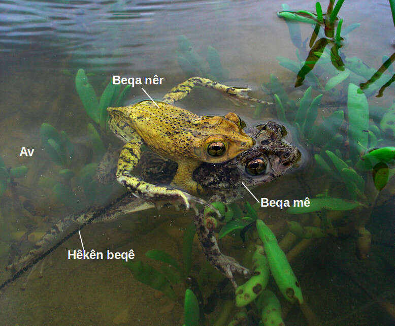 Image of Puerto Rican crested toad