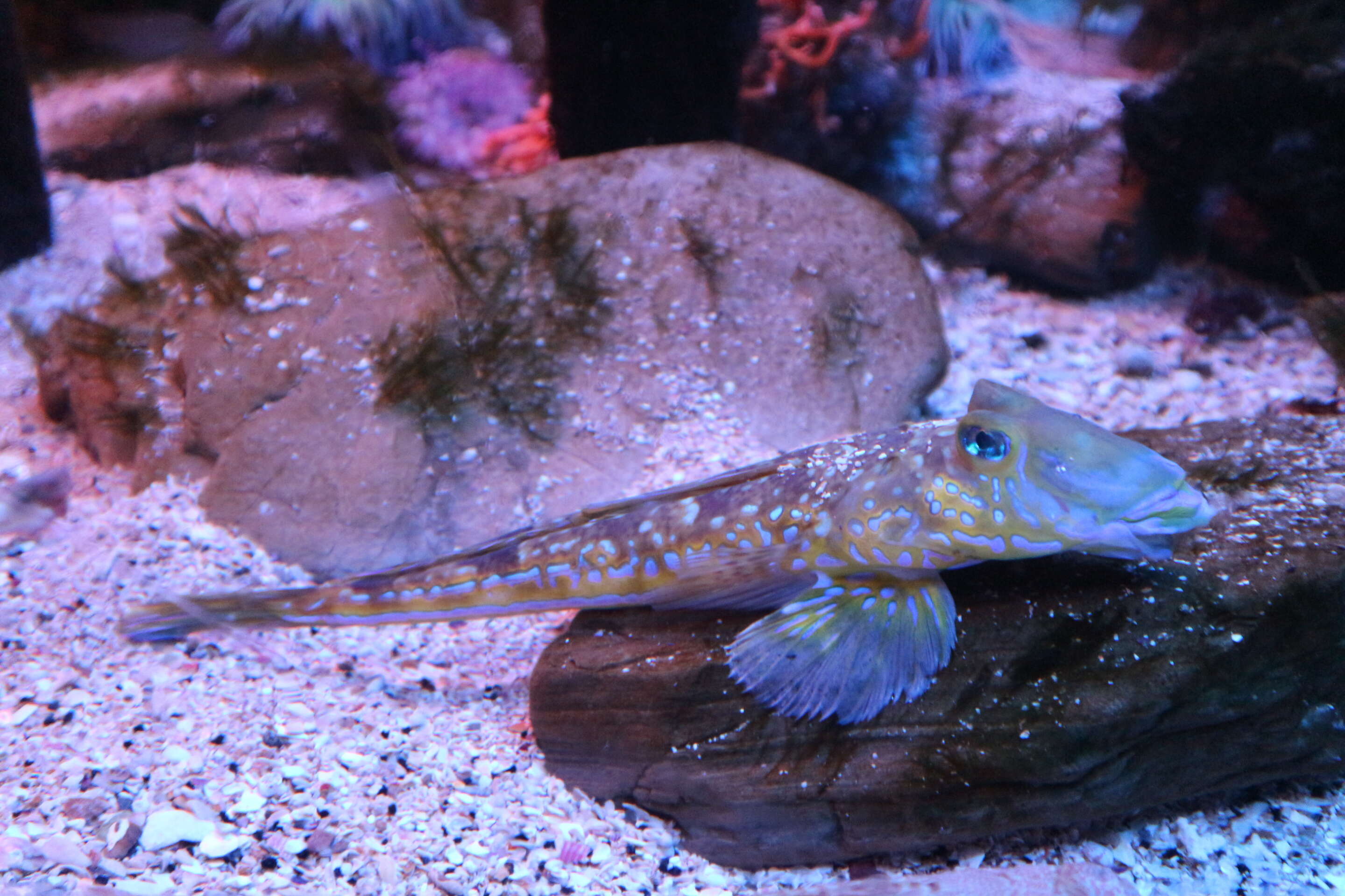 Image of Common Dragonet