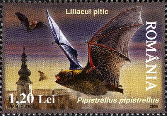 Image of pipistrelle, common pipistrelle