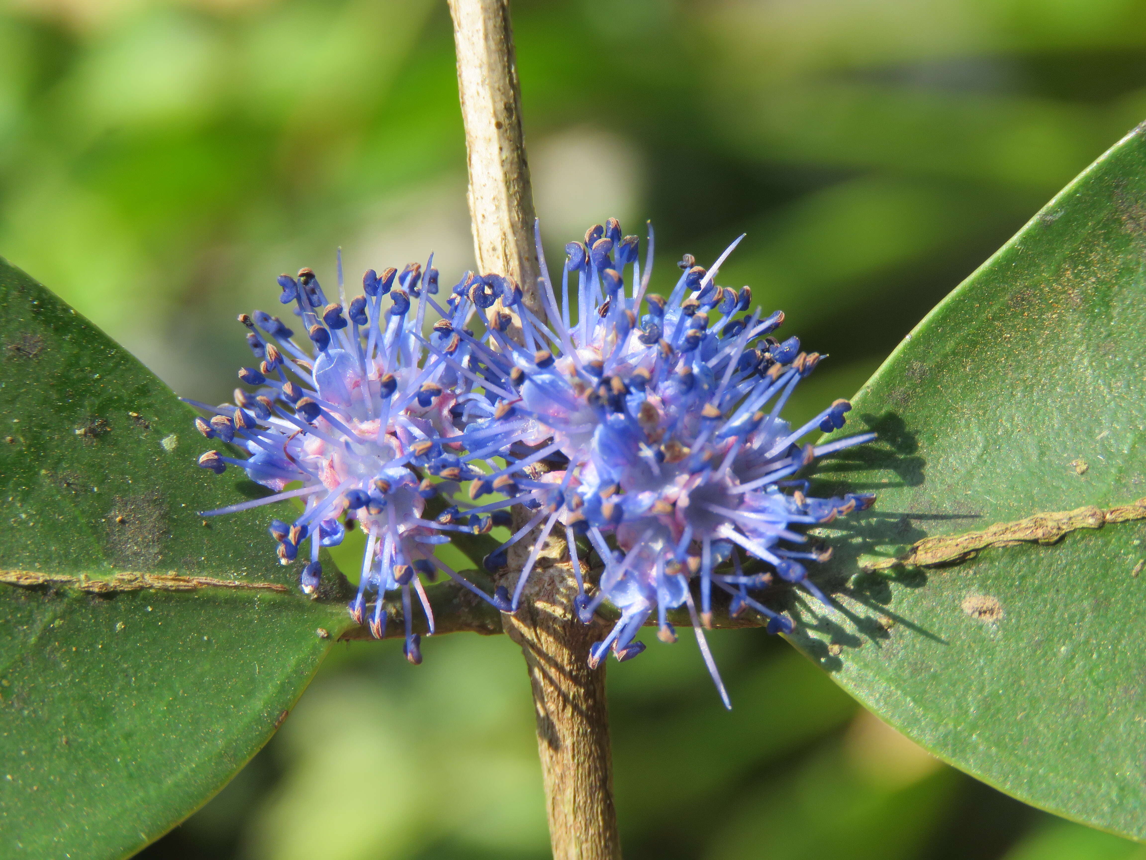 Слика од Memecylon umbellatum Burm. fil.