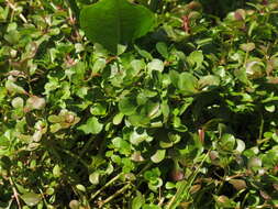 Image of Spatulaleaf Loosestrife