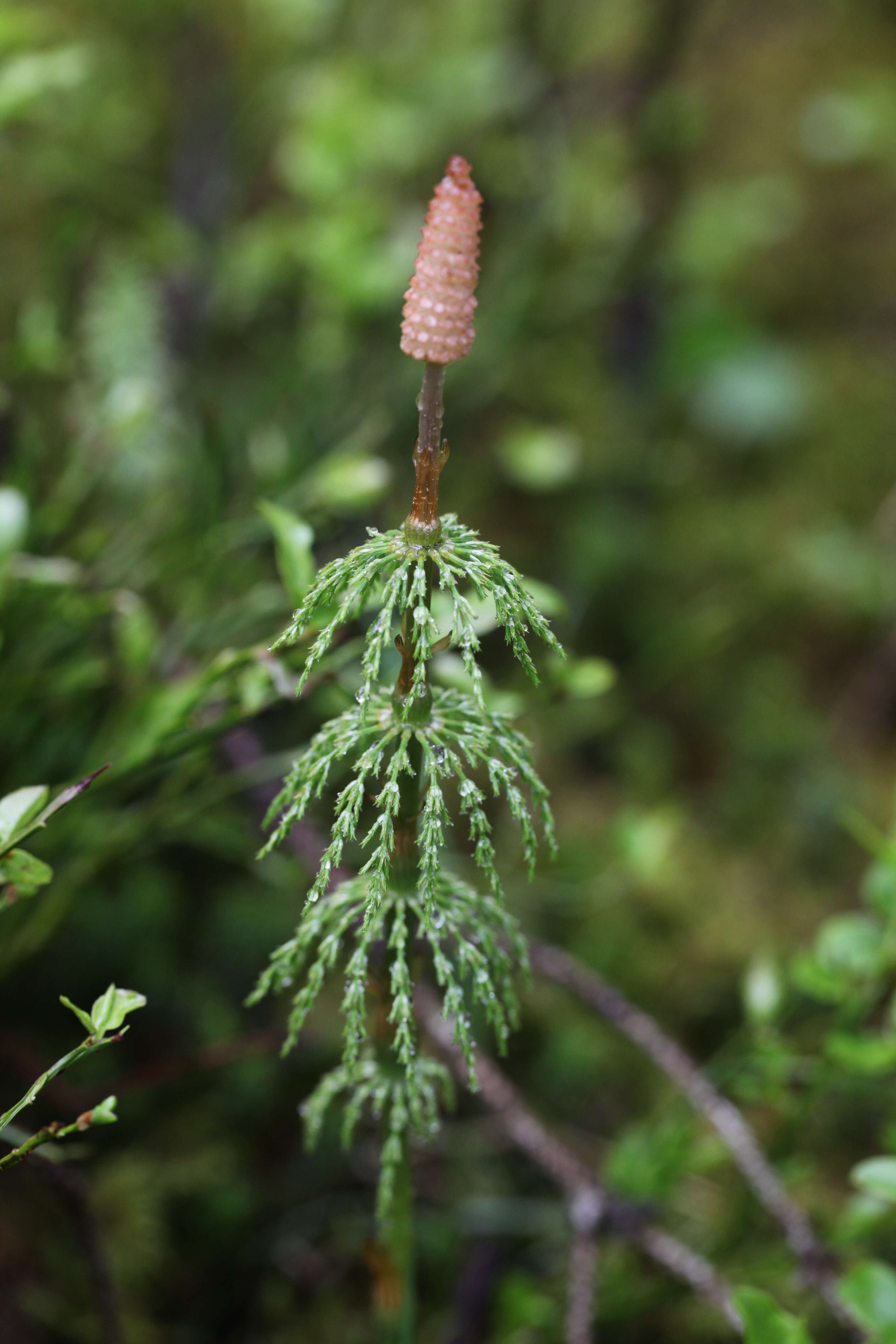 Imagem de Equisetum sylvaticum L.