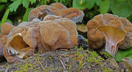 Image de Gyromitra californica (W. Phillips) Raitv. 1965