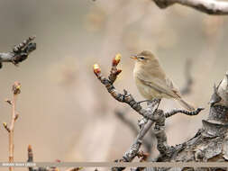 Image of Siberian Chiffchaff