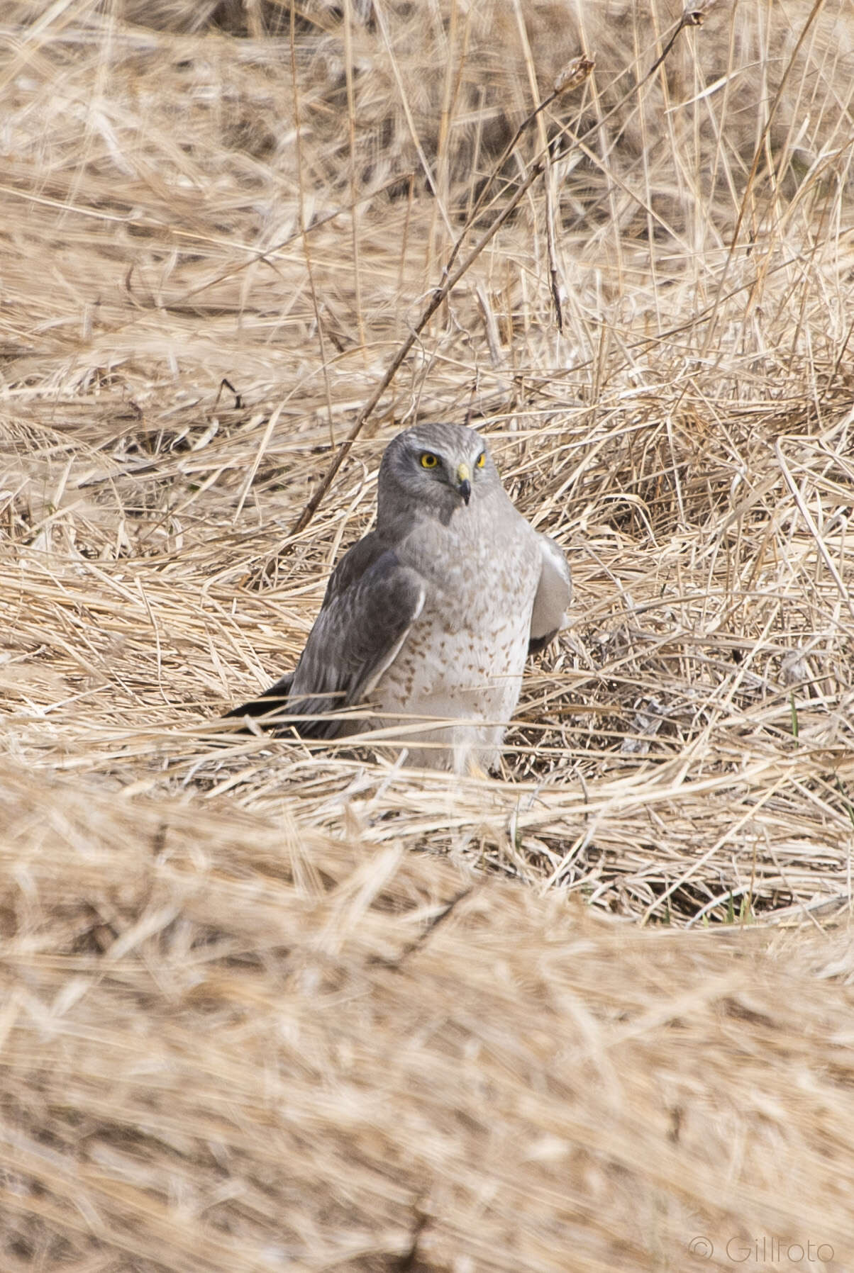 Image of Northern Harrier