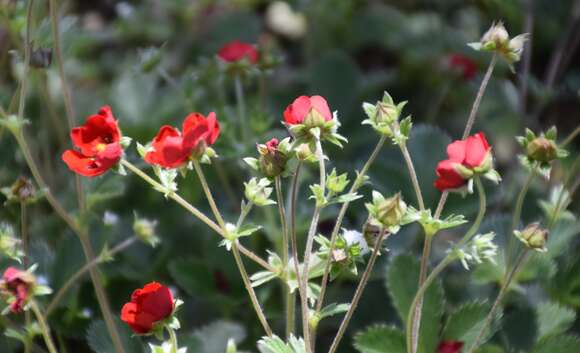 Image of ruby cinquefoil