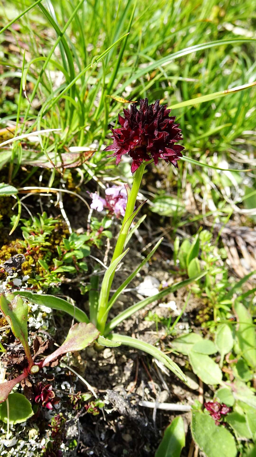 Image of Gymnadenia rhellicani (Teppner & E. Klein) Teppner & E. Klein