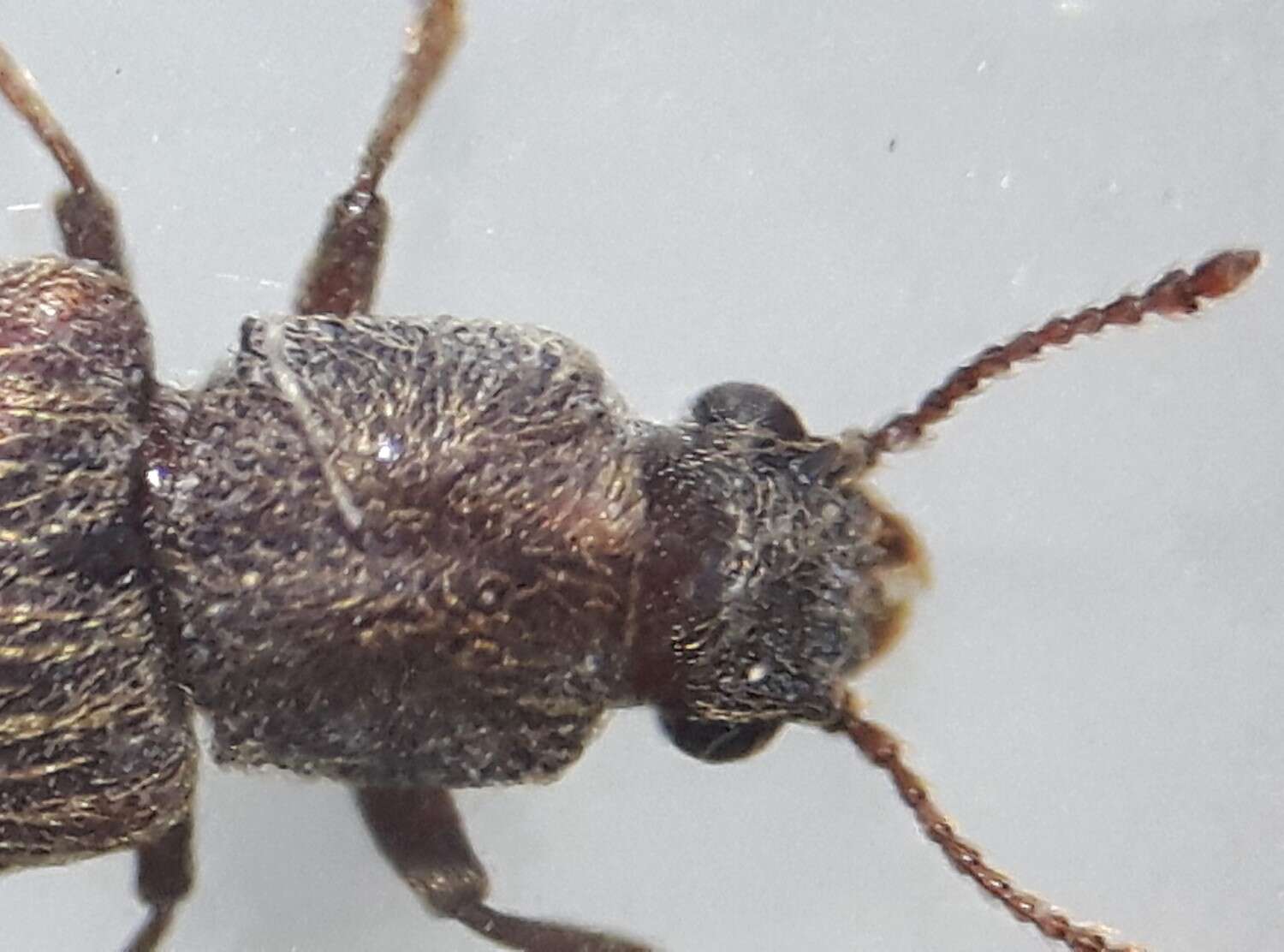 Image of Shiny Powderpost Beetle