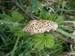 Image of Diastrophus rubi (Bouché 1834)