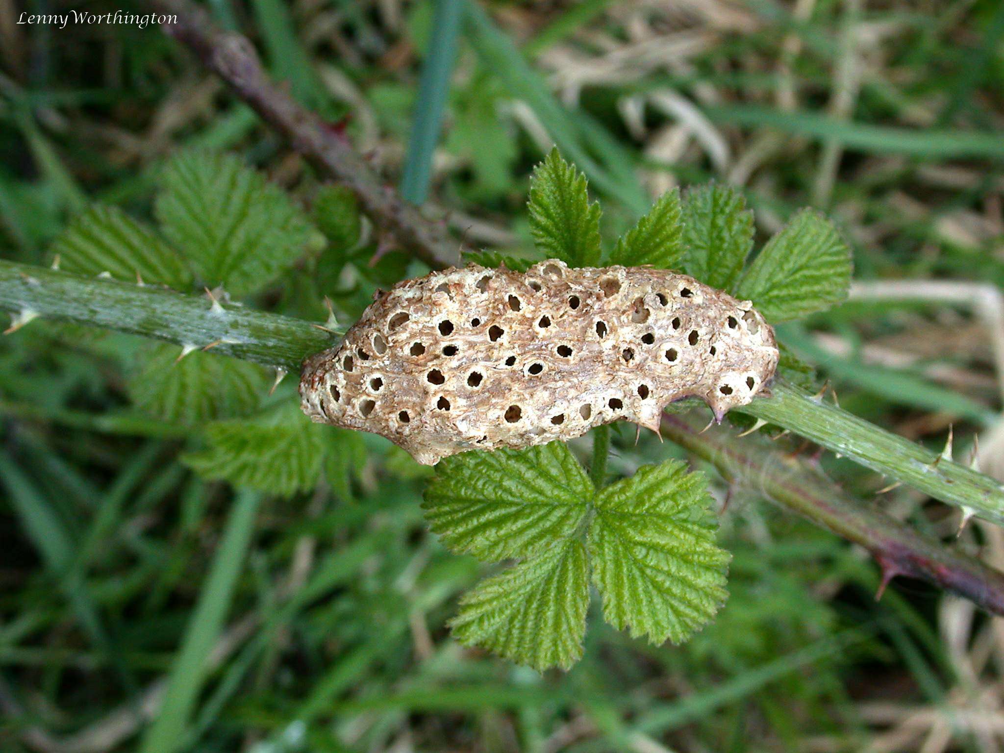 Image of Diastrophus rubi (Bouché 1834)