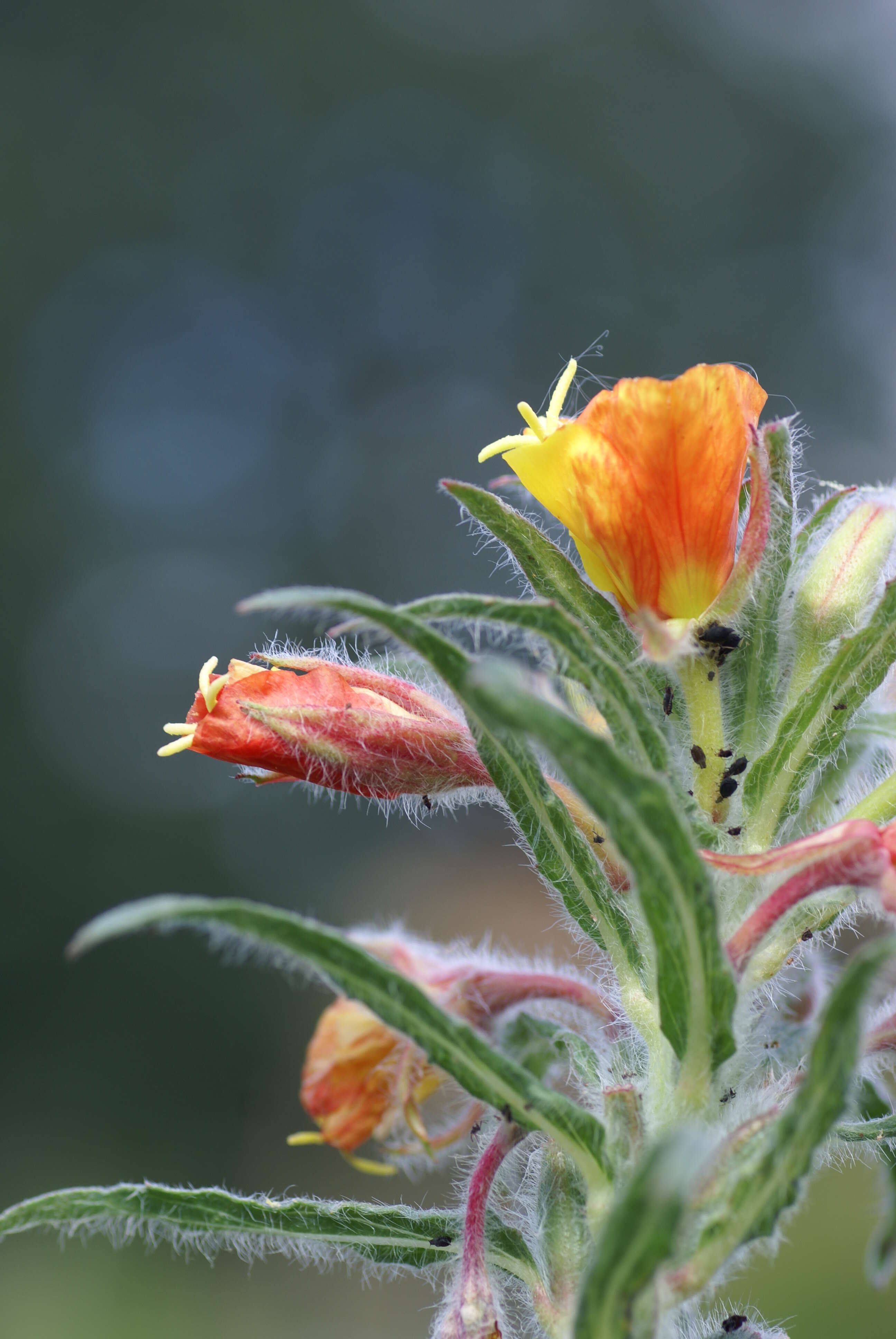 Image of Oenothera versicolor Lehm.