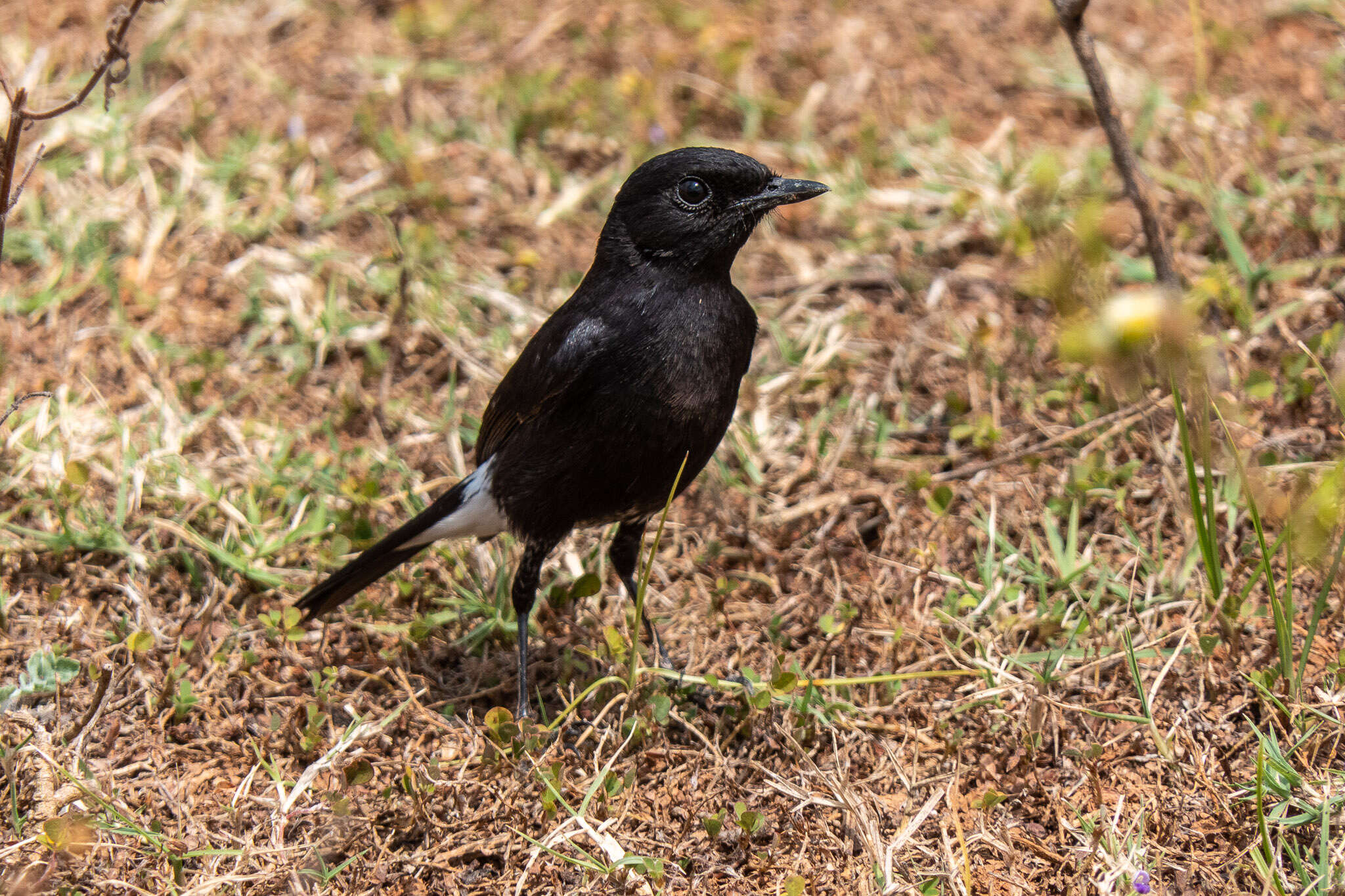 Image of Pied Bush Chat