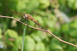 Image of Four-spotted Chaser