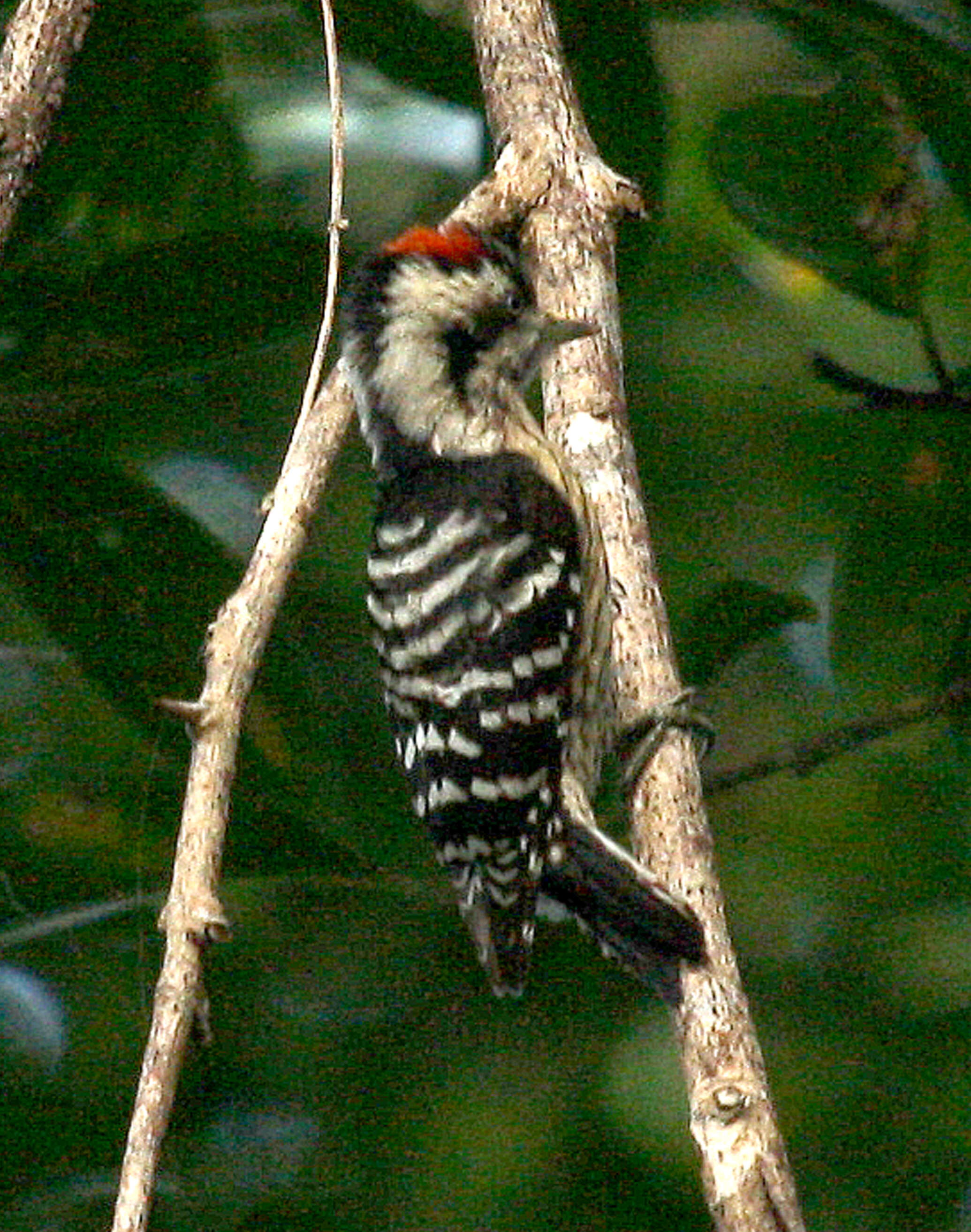 Image of Dendrocopos canicapillus