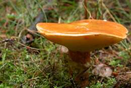 Image of Suillus grevillei (Klotzsch) Singer 1945