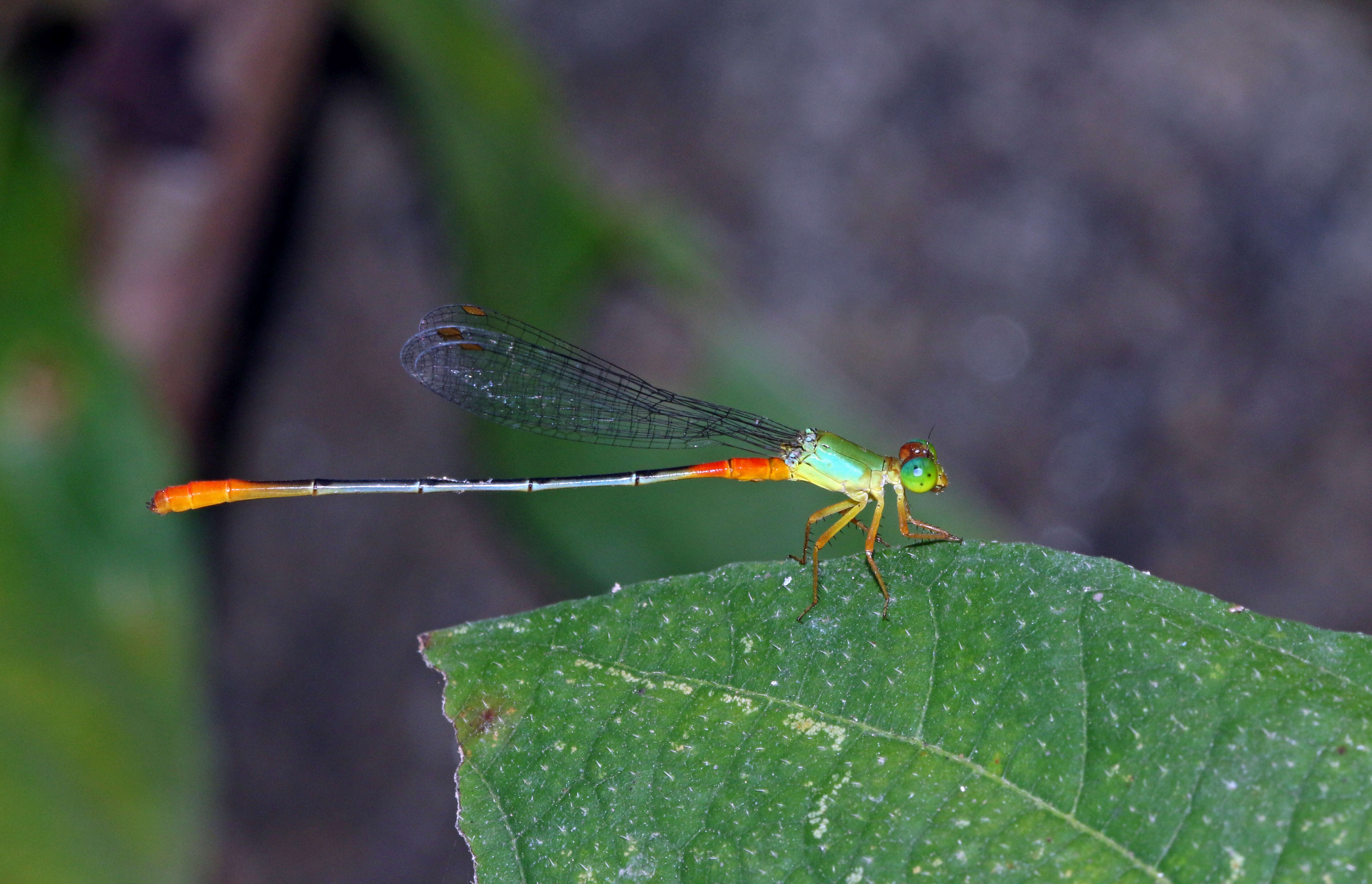 Imagem de Ceriagrion cerinorubellum (Brauer 1865)