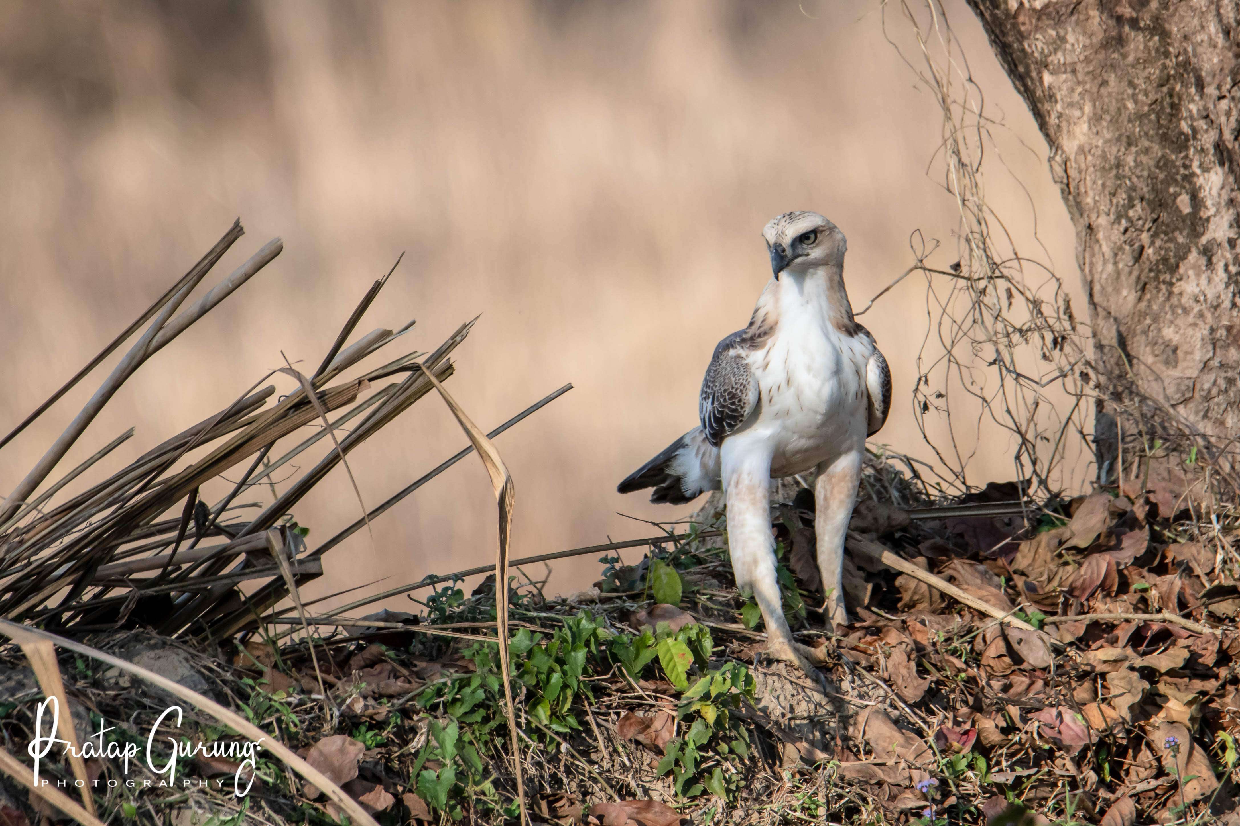 Nisaetus cirrhatus (Gmelin & JF 1788) resmi