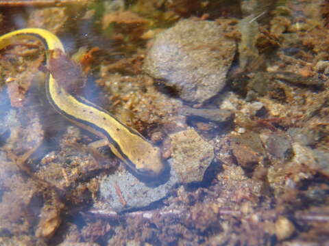 Image of Blue Ridge Two-Lined Salamander