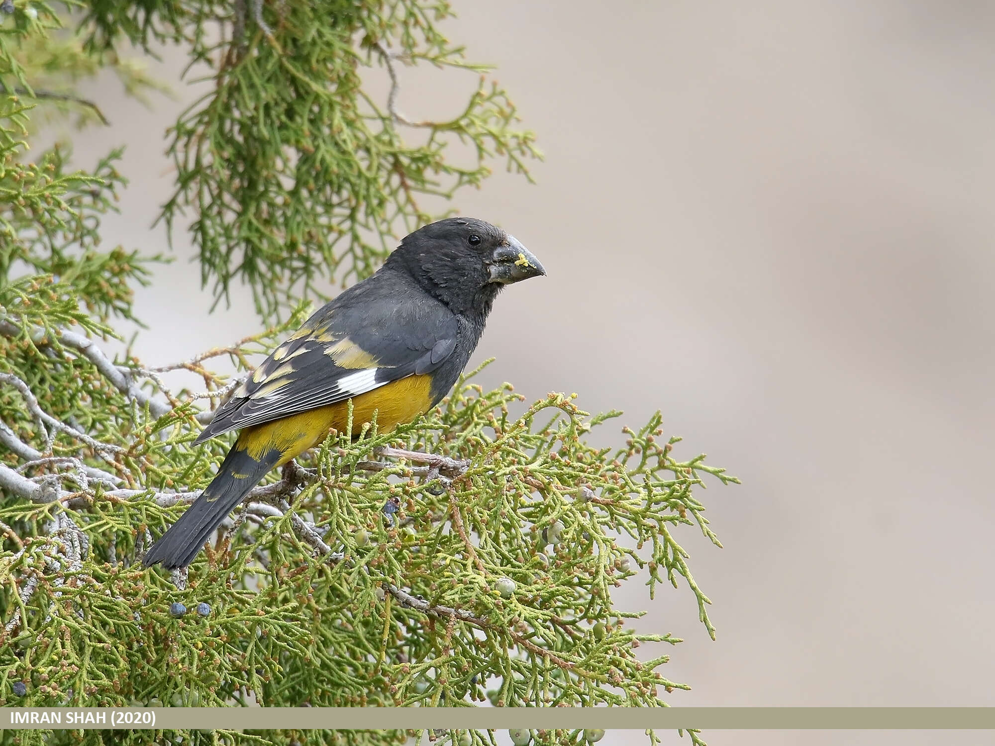 Image of White-winged Grosbeak