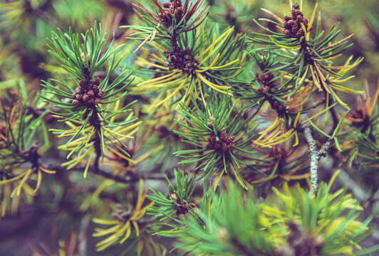 Image of jack pine