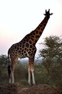 Image of Giraffe