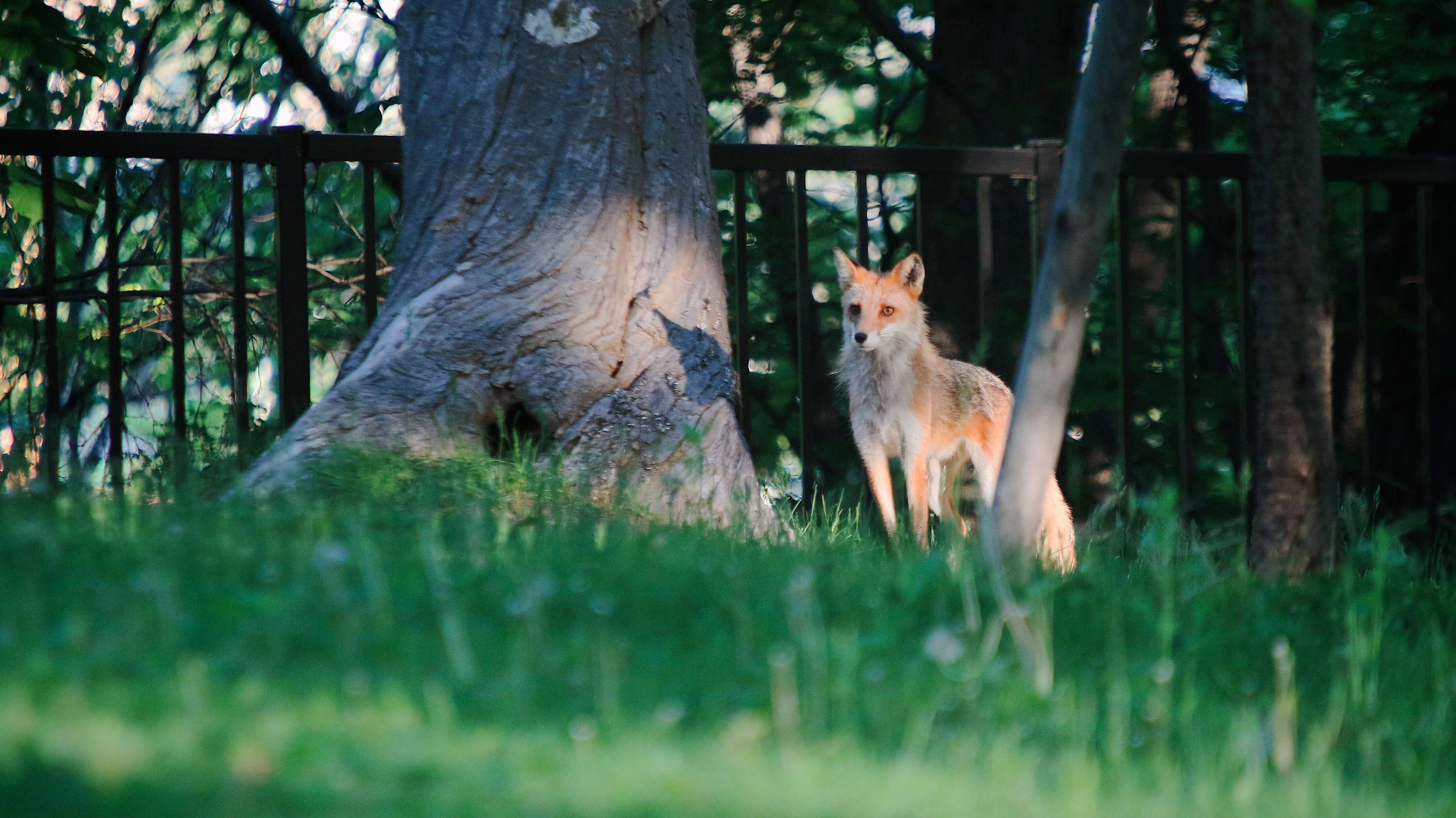 Image of Vulpes vulpes schrencki Kishida 1924