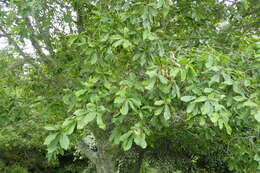 Quercus griffithii Hook. fil. & Thomson ex Miq. resmi