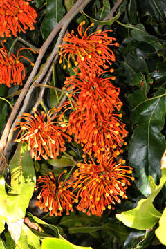 Image of firewheel tree