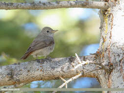 Image of Rusty-tailed Flycatcher