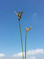 Image of Carex ornithopoda Willd.