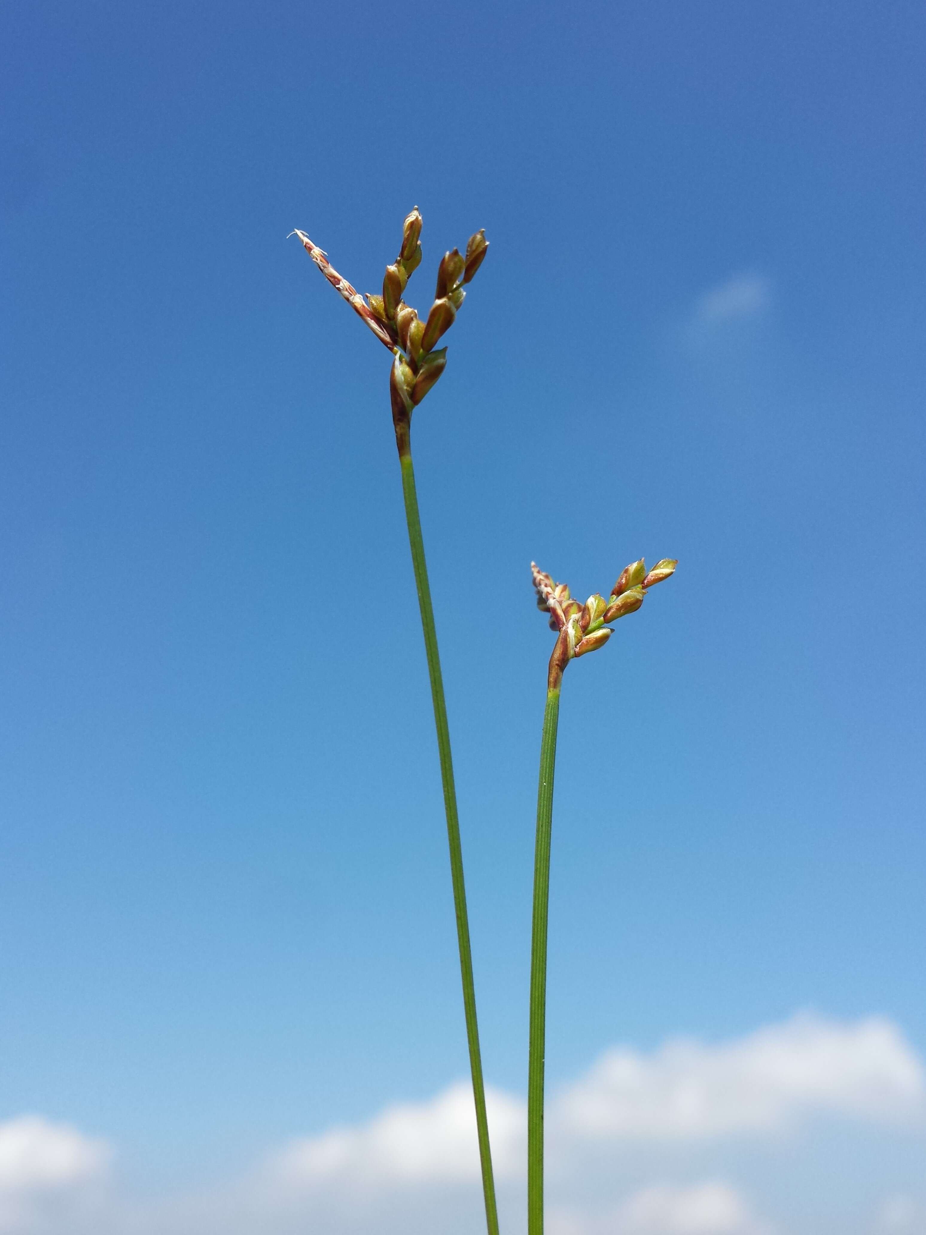 Image of Carex ornithopoda Willd.