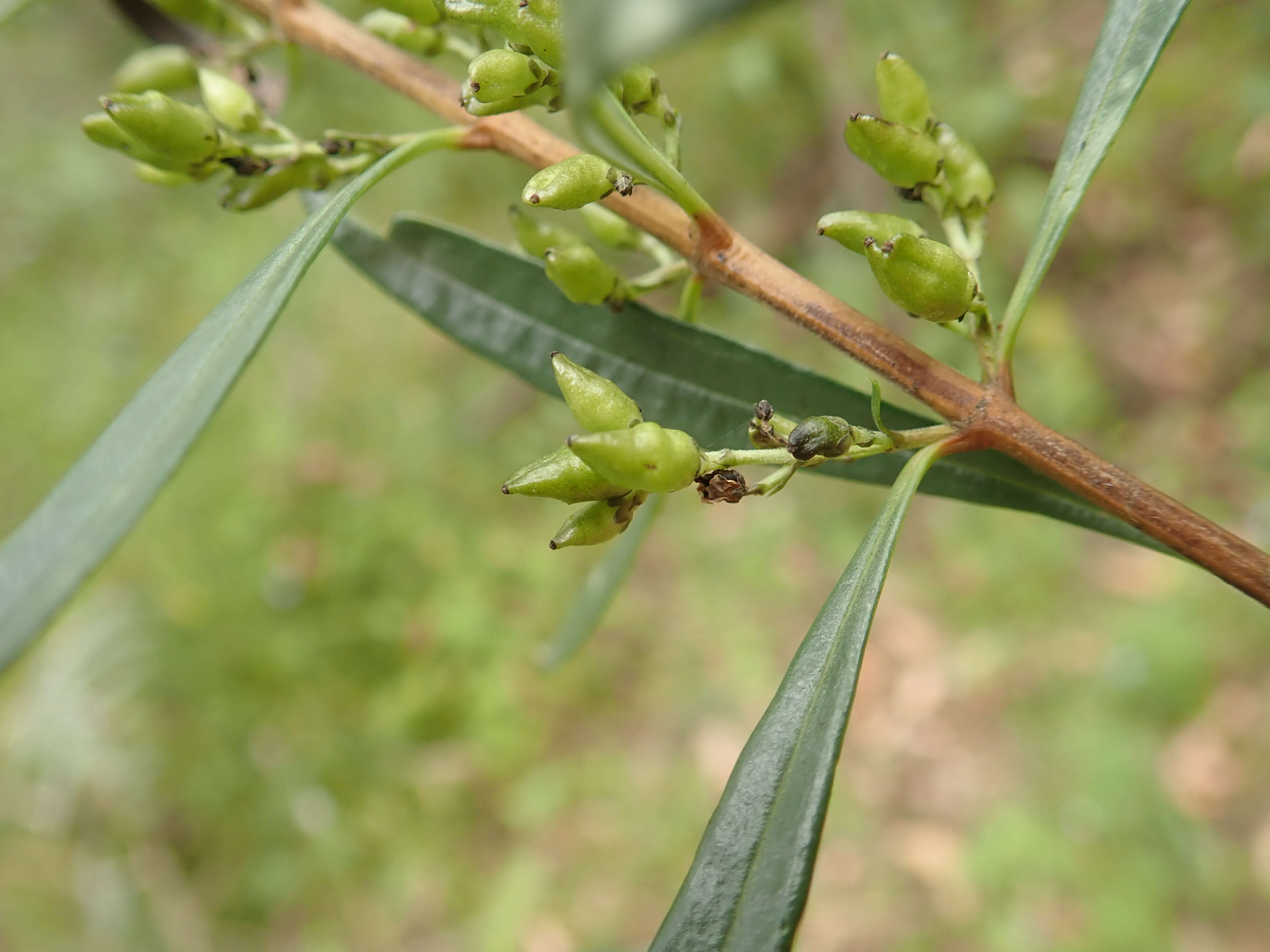 Plancia ëd Logania albiflora (Andrews & Jacks.) Druce