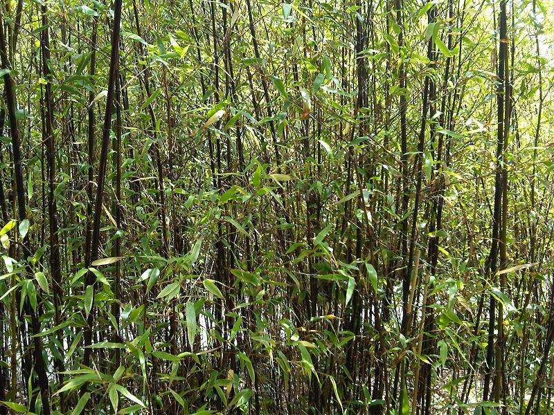 Image of common bamboo