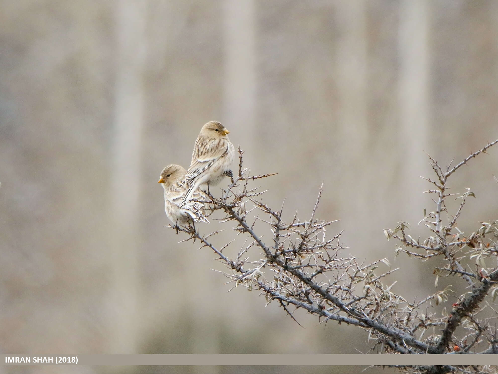 Image of Twite