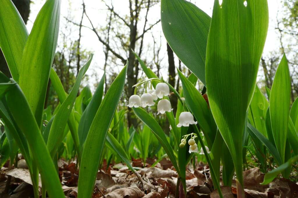 Image of convallaria