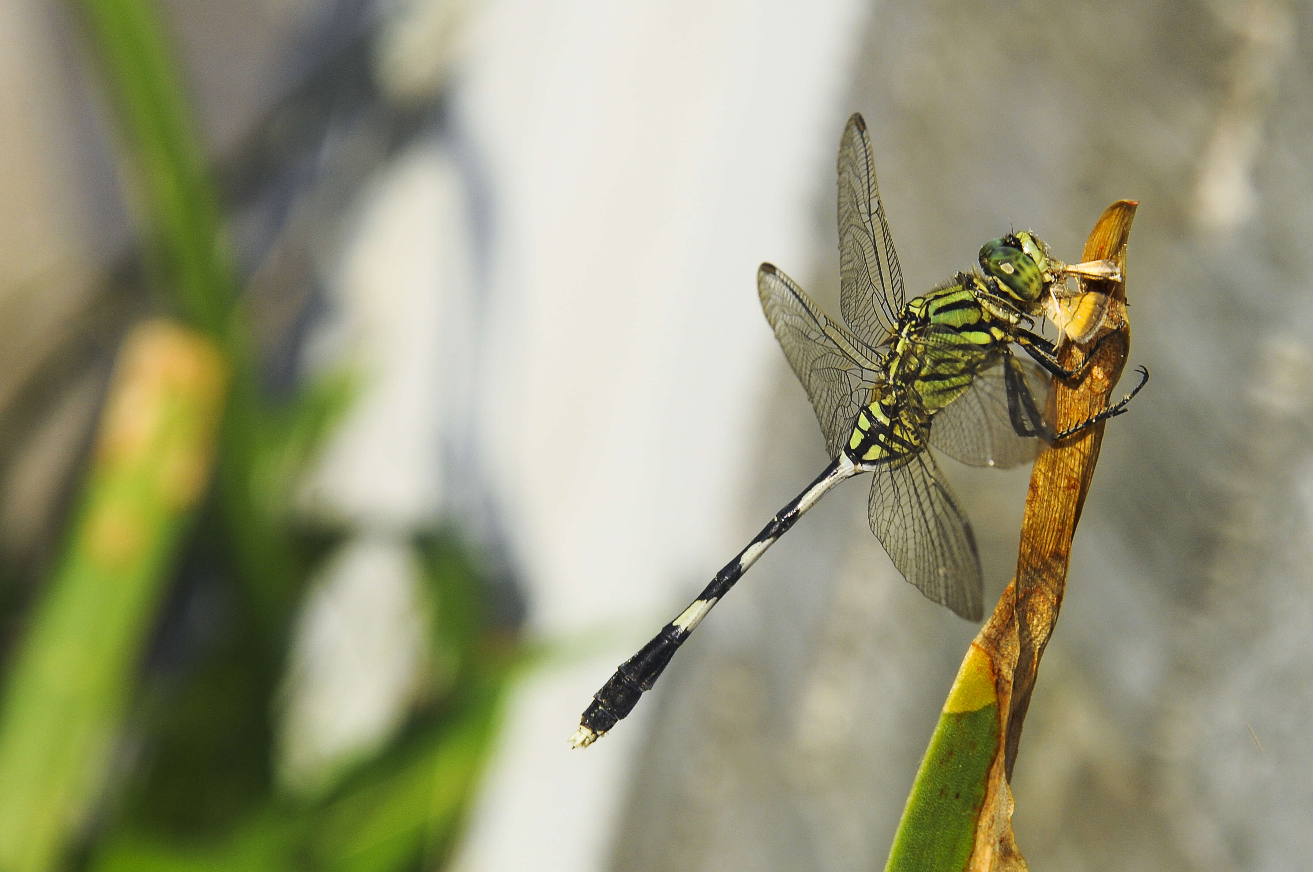 Image of Slender Skimmer