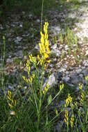 Imagem de Genista tinctoria L.