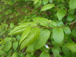 Image of Manchurian honeysuckle