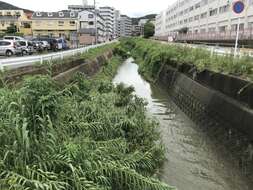 Image of giant reed